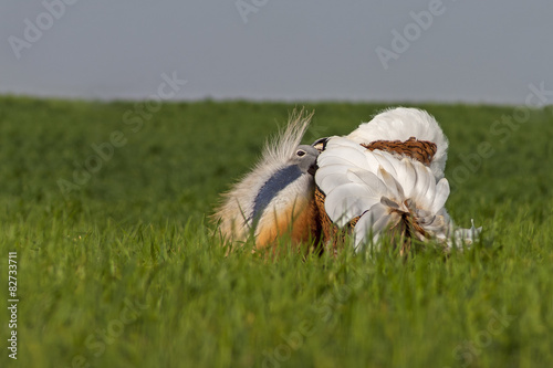 Foto Great bustard (Otis tarda), making the wheel between the wheat