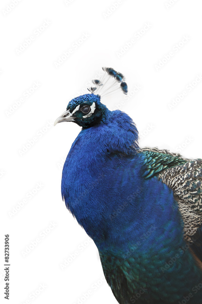 Obraz premium Peacock isolated