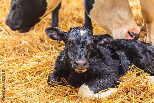 Tableau sur toile Newborn calf on hay in a farmhouse