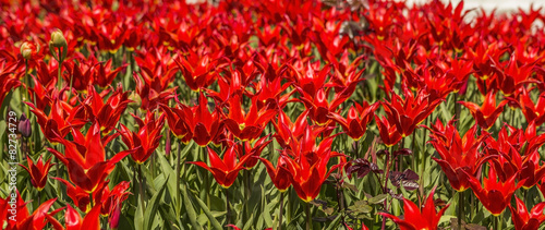 background texture of a flower bed of red tulips in Istanbul