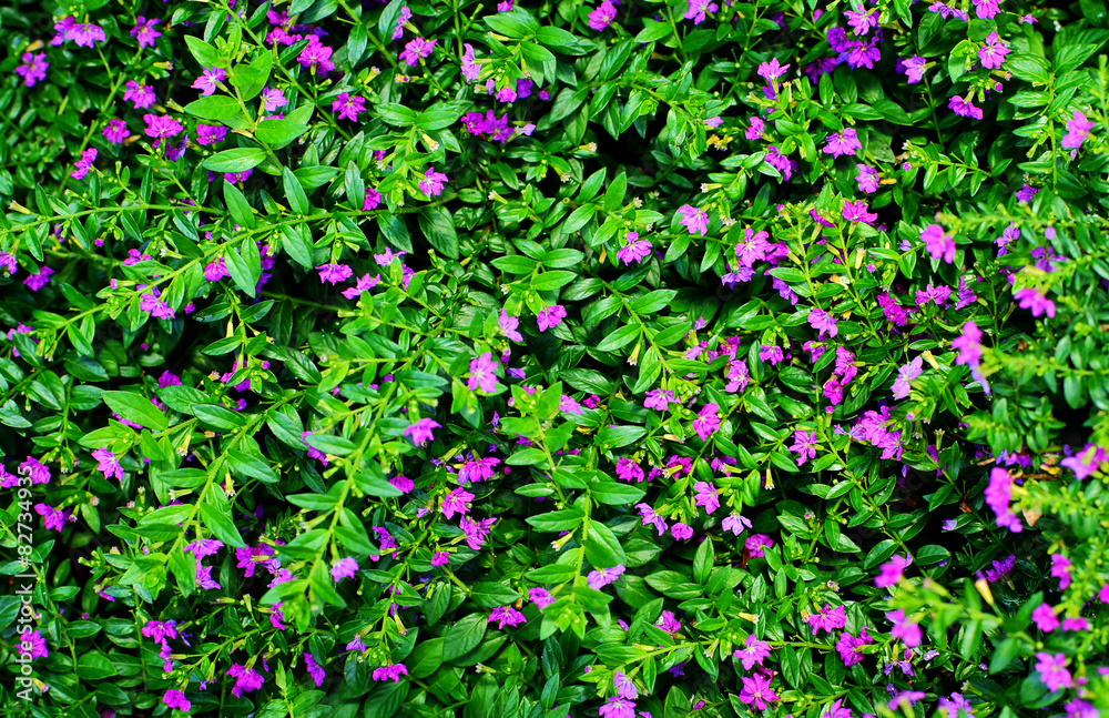 Daisy Flower background texture beautiful pink on garden