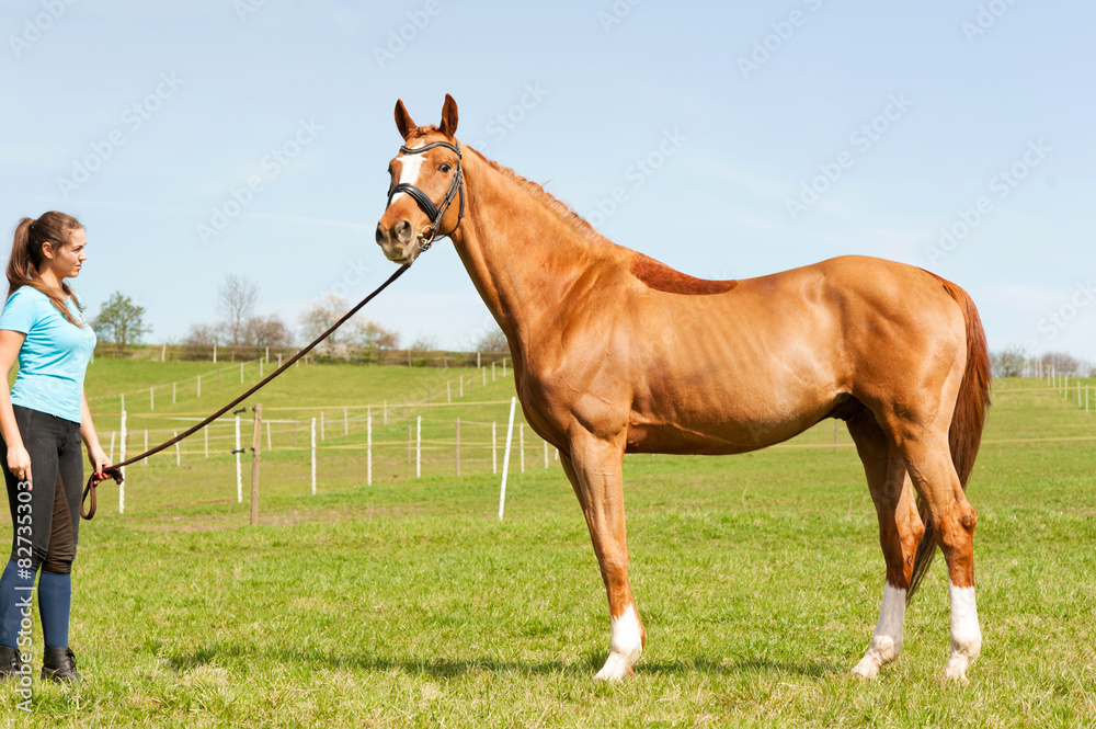 Fototapeta premium Young woman riding trainer holding purebred chestnut horse.