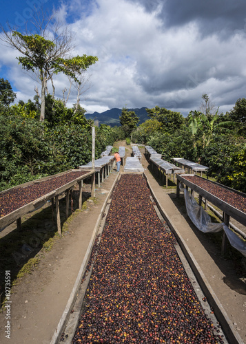 Kaffee Plantage Panama