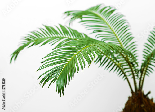 Green palm tree on light background