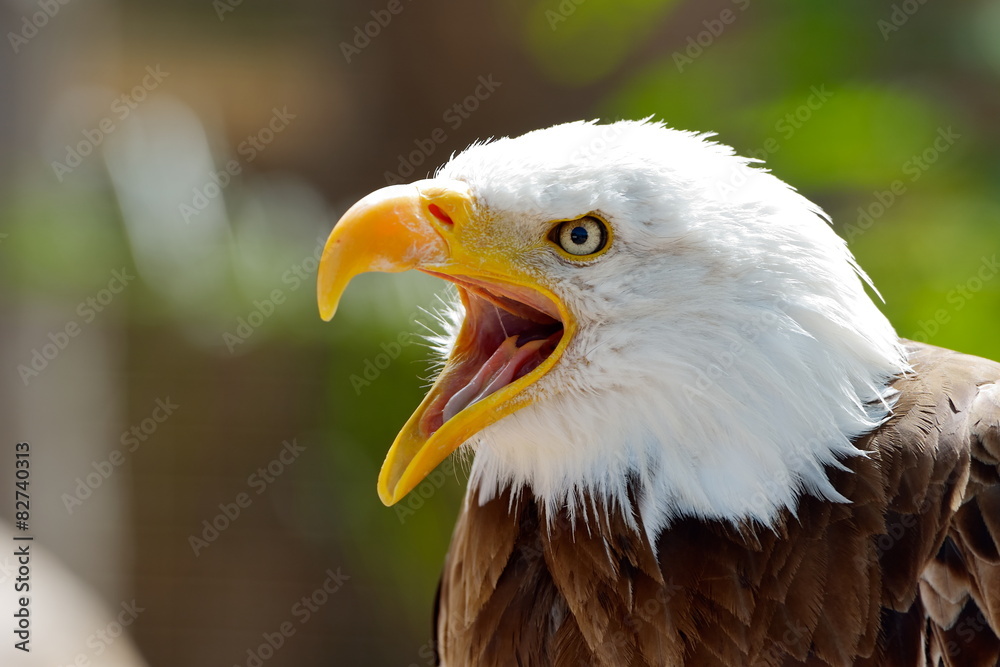 Obraz premium The Bald Eagle (Haliaeetus leucocephalus) portrait
