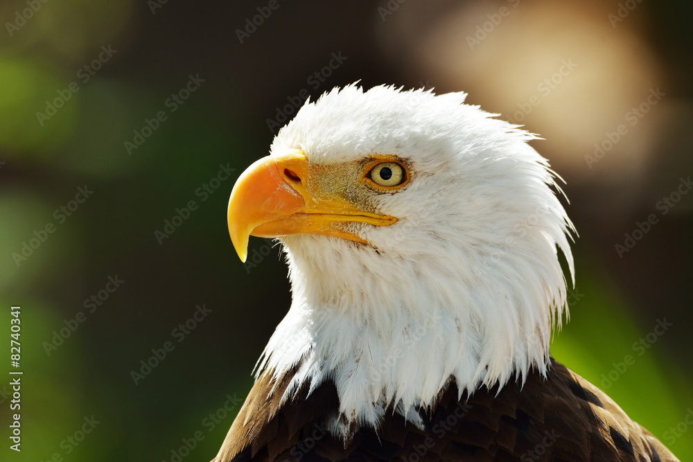 The Bald Eagle (Haliaeetus leucocephalus) portrait