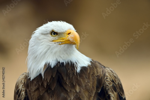 The Bald Eagle  Haliaeetus leucocephalus  portrait