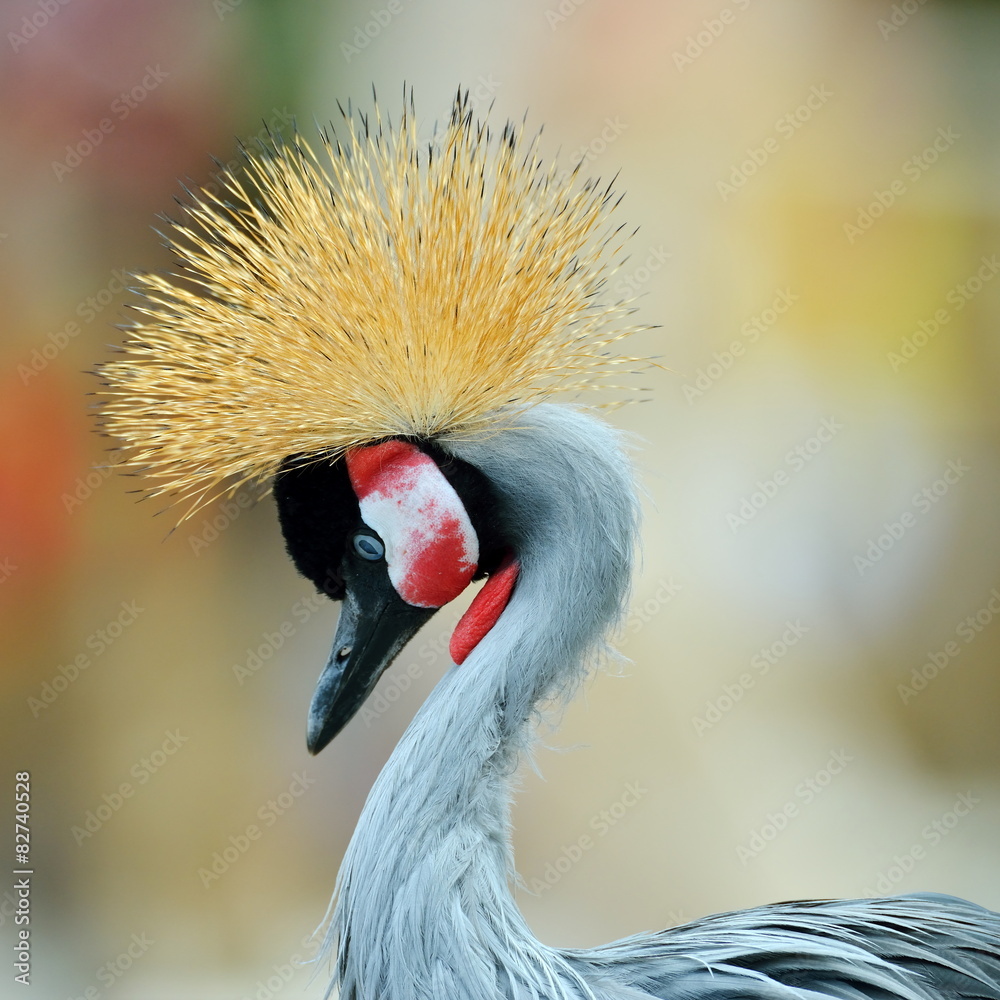 Fototapeta premium The Grey Crowned Crane (Balearica regulorum)