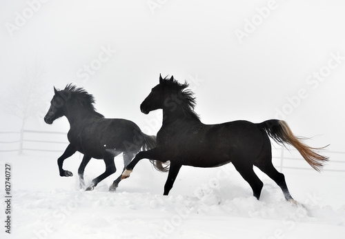 Beautiful horse running in winter © bereta