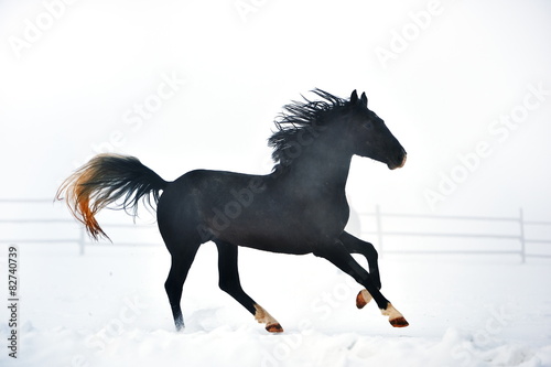 Beautiful horse running in winter