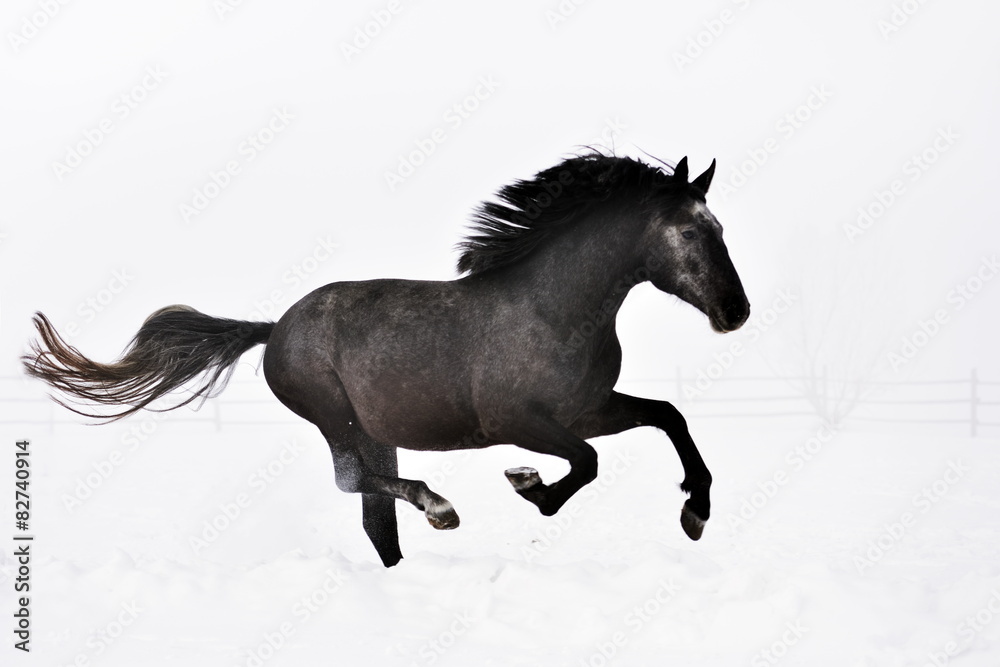 Beautiful horse running in winter Beautiful horse running in winter