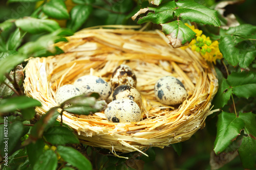 Wicker nest with eggs over green tree background
