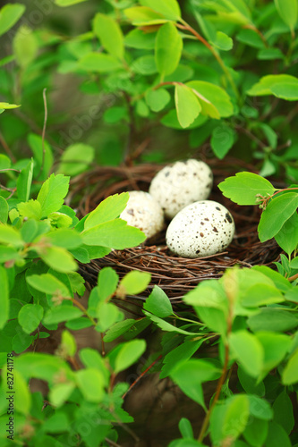 Wicker nest with eggs over green tree background