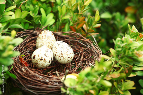 Wicker nest with eggs over green tree background