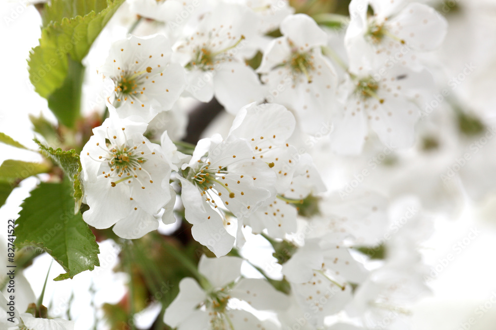 Obraz premium Flower