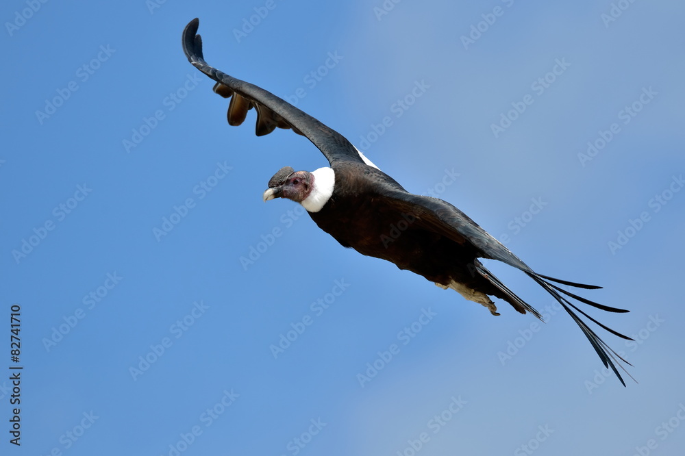 Obraz premium Andean Condor (Vultur gryphus) flying