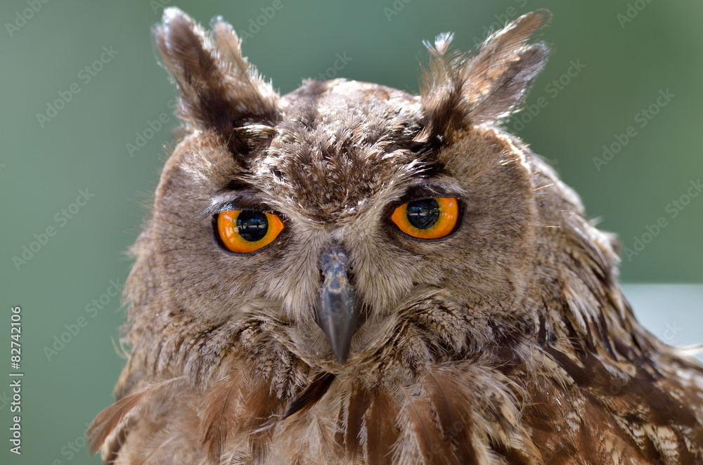 Obraz premium owl portrait