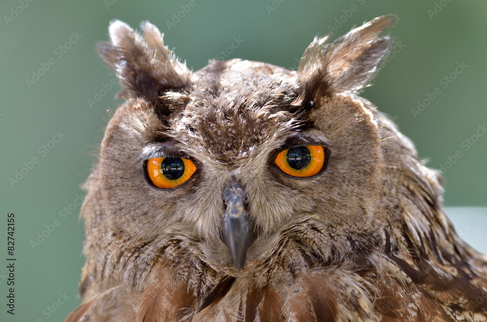 Fototapeta premium owl portrait