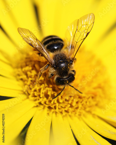 yellow daisy and a bee on it