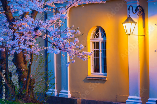 Night scene of blooming sakura illuminated by lamp © Andrew Mayovskyy
