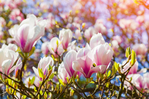 Fototapeta Naklejka Na Ścianę i Meble -  Blooming magnolia flowers in the Keukenhof park