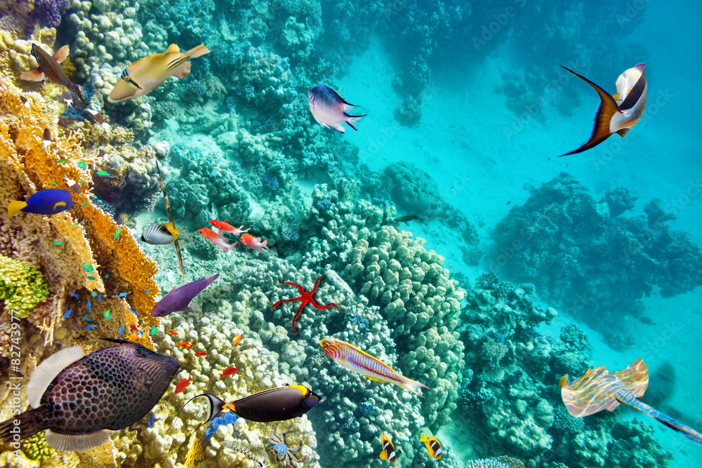 Obraz premium Podwodny świat z koralowcami i tropikalnymi rybami.