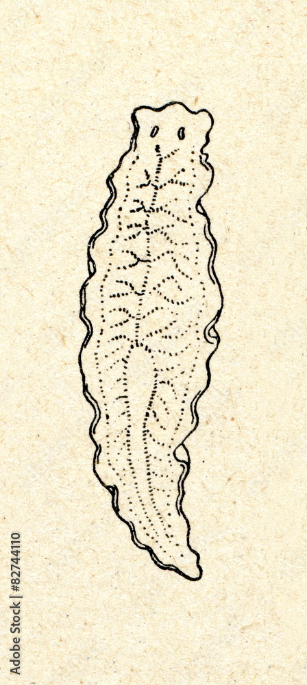 planaria drawing