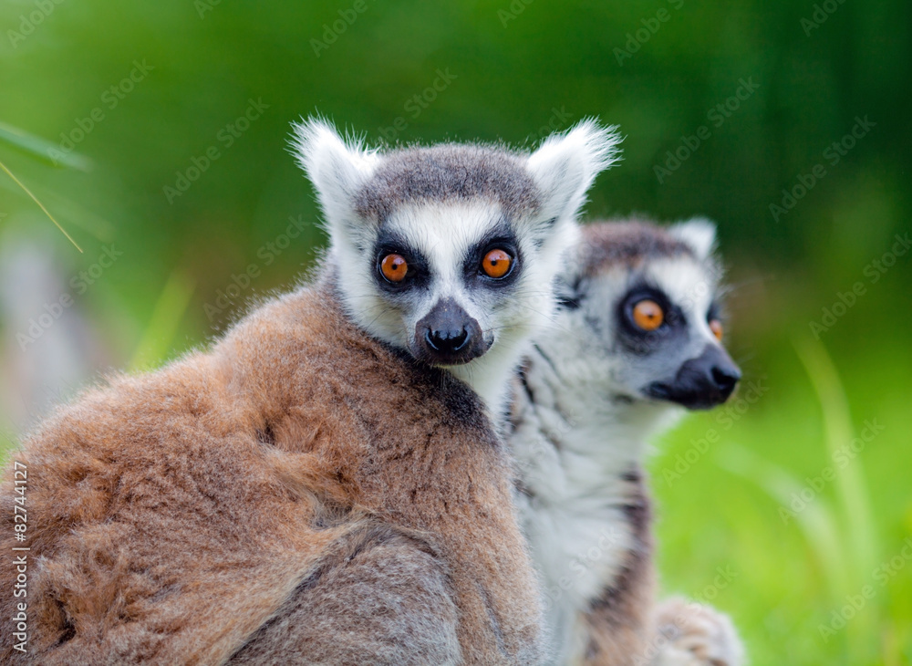 Obraz premium Lemuri del Madagascar