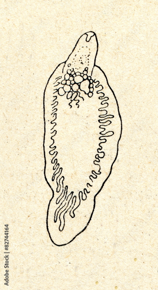 Liver Fluke Drawing