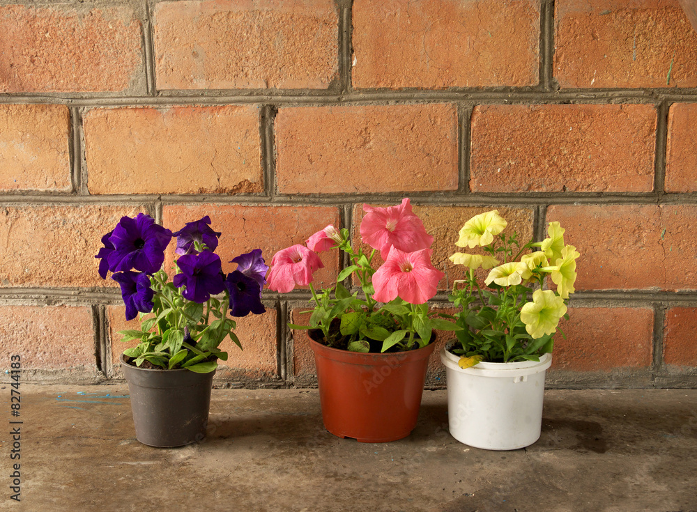 colorful flowers petunia in potted