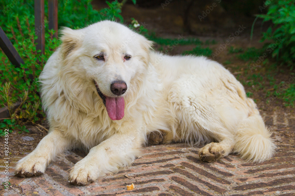 Ritratto di un pastore maremmano abruzzese Ritratto di un pastore maremmano abruzzese