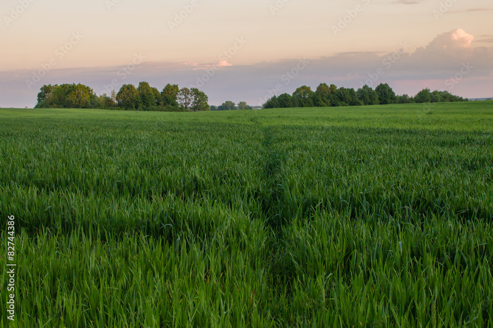 sunset light in green grass in summer field sunset light in green grass in summer field