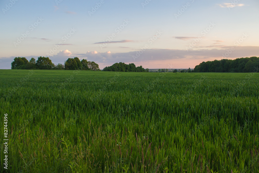sunset light in green grass in summer field sunset light in green grass in summer field