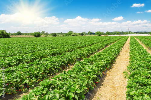 Strawberry plantation on a sunny day