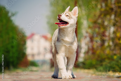 Siberian husky dog outdoors. 