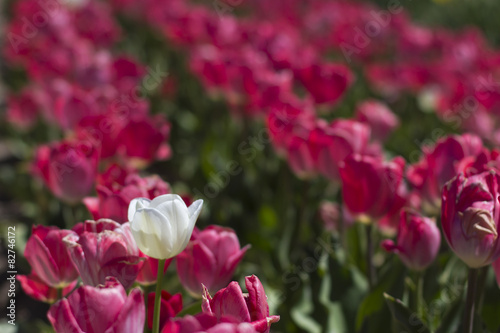 White Tulip in the Pink Tulips