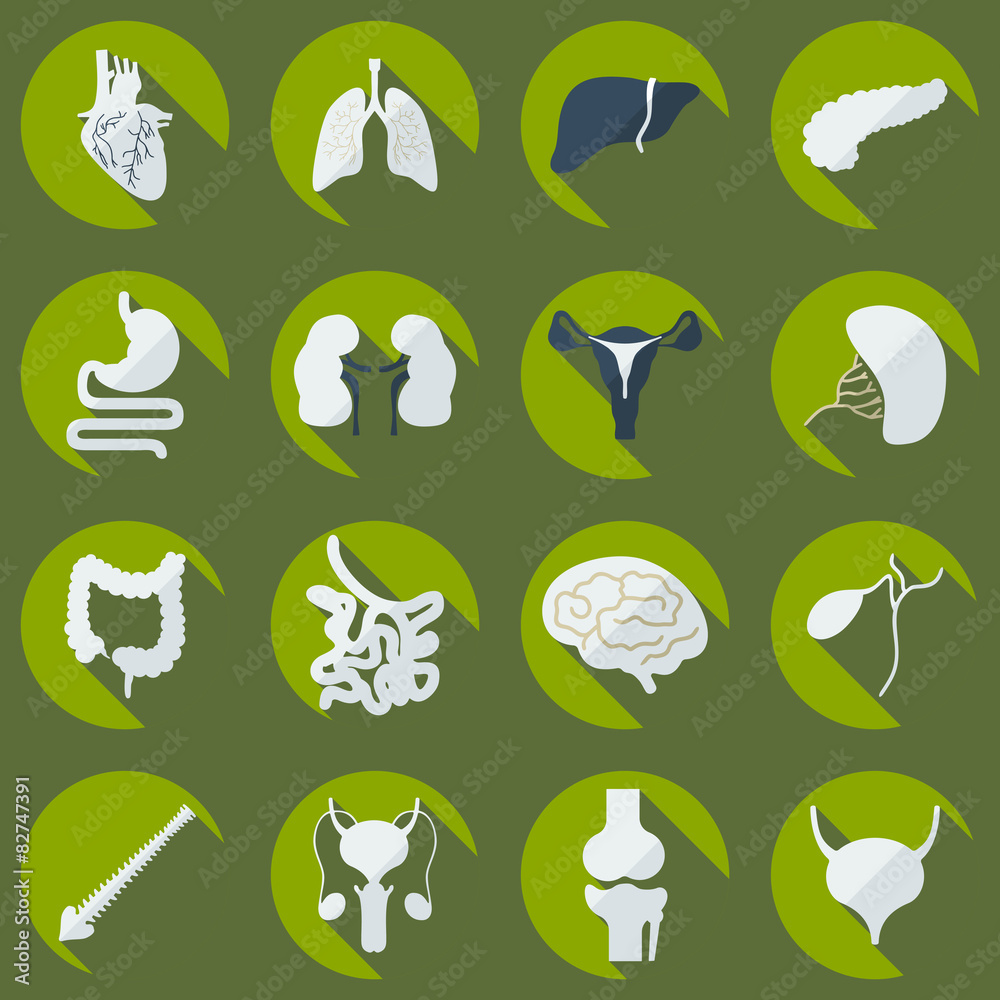 Flat concept, set modern design with shadow human organs Flat concept, set modern design with shadow human organs
