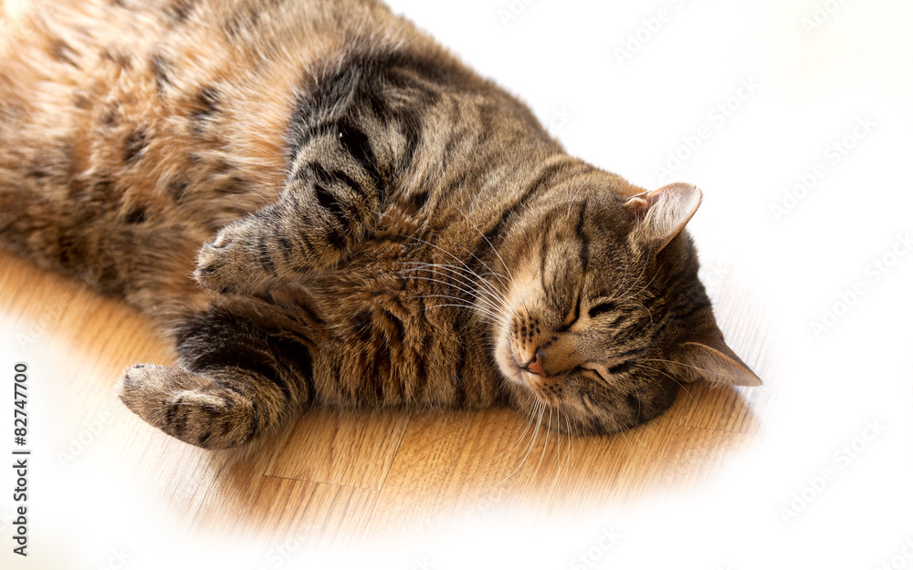 Tabby cat sleeping on the floor lying on its side Tabby cat sleeping on the floor lying on its side