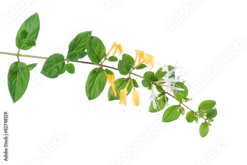 Fototapeta Naklejka Na Ścianę i Meble -  Japanese honeysuckle flowers