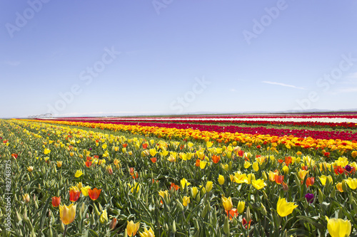 Colorful Tulips