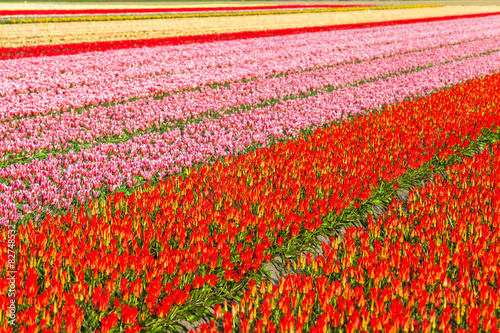 Fototapeta Naklejka Na Ścianę i Meble -  beautiful rows of blooming tulips in Holland
