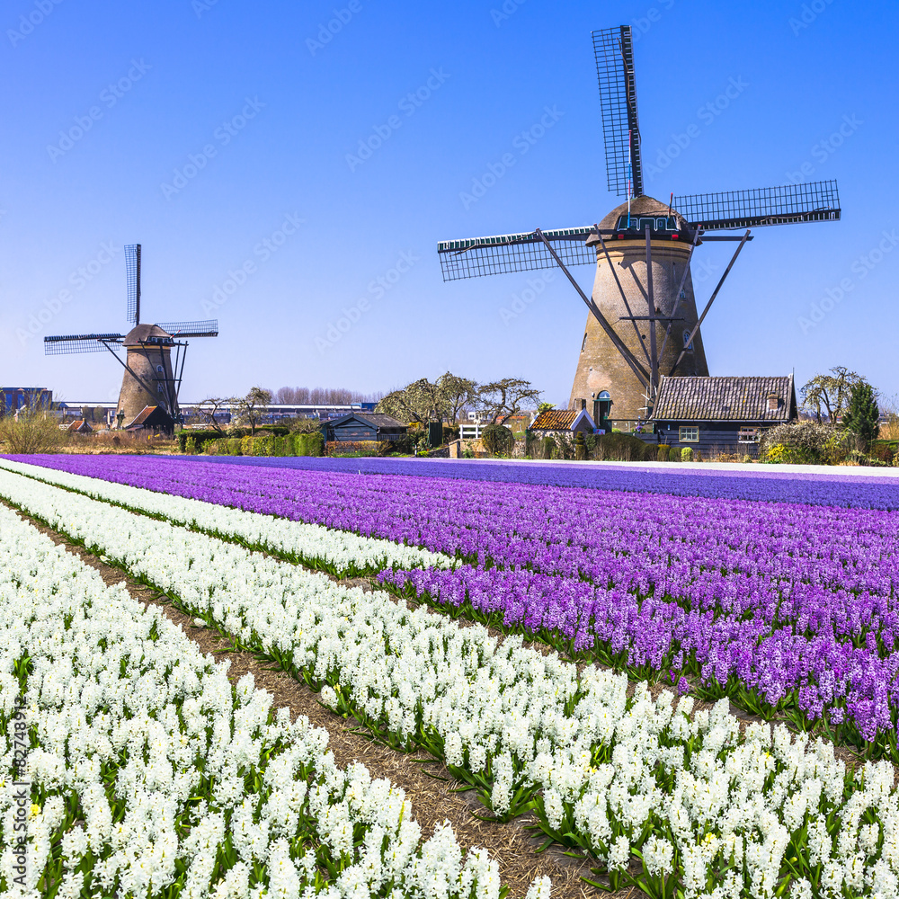 Holland countryside - windmills and blooming flowers