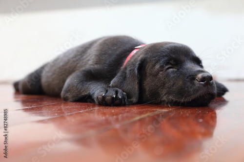 sleeping black labrador puppy