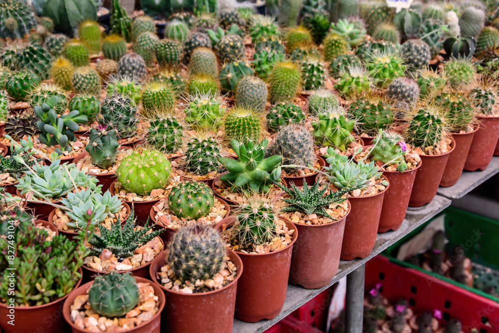 various of small plant and cactus