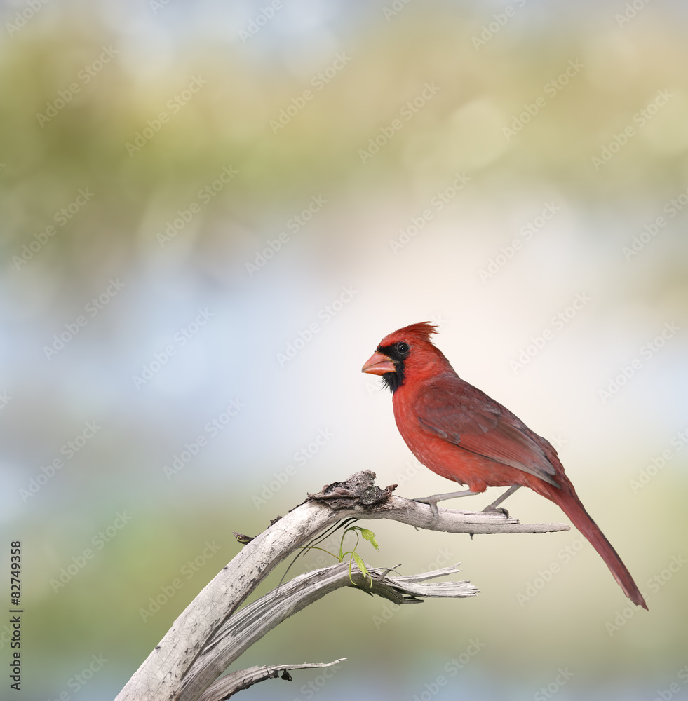 Male Northern Cardinal Male Northern Cardinal