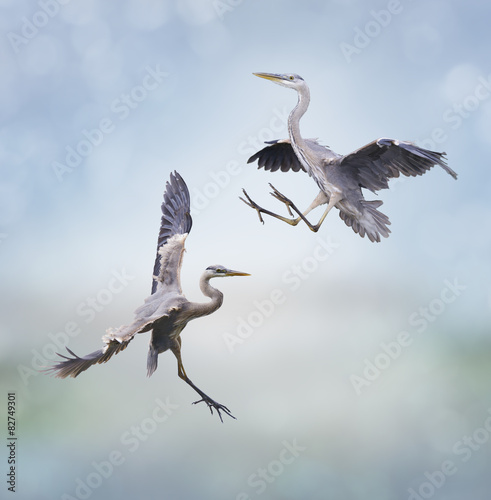 Great Blue Herons