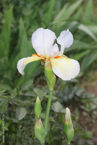 ジャーマンアイリス - German iris