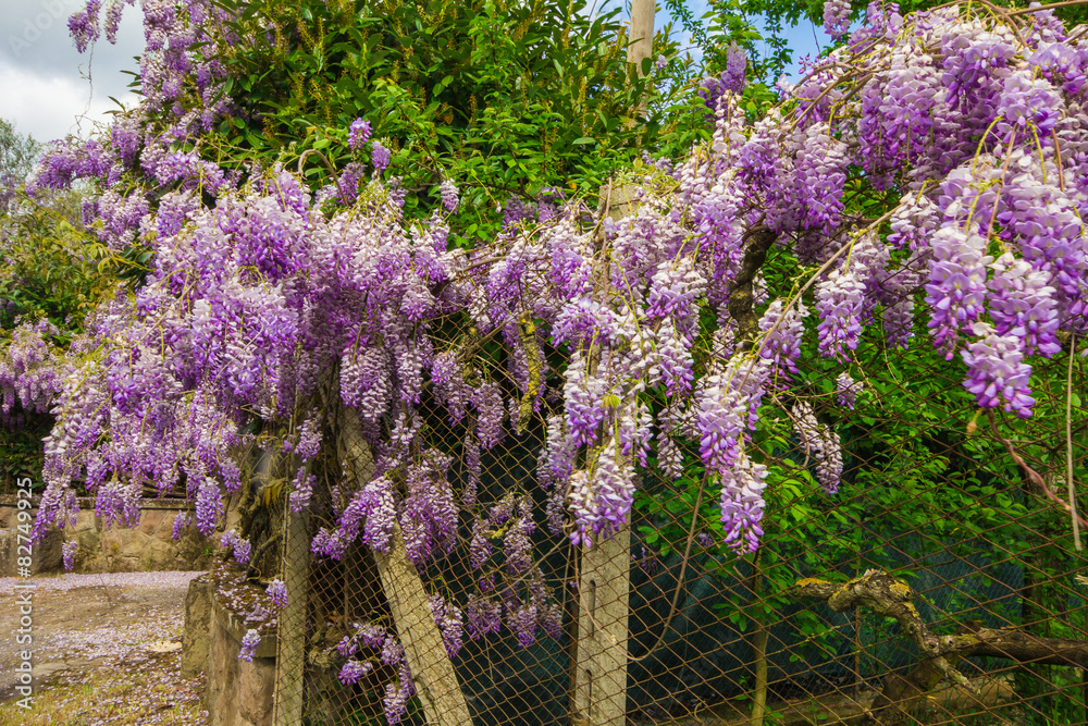 Obraz premium Recinzione di un giardino con glicine