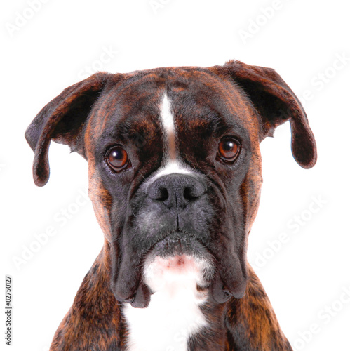 Fototapeta Naklejka Na Ścianę i Meble -  sguardo di cane