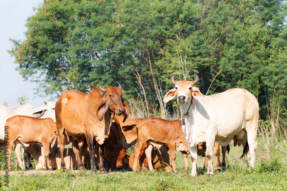 White and brown cow